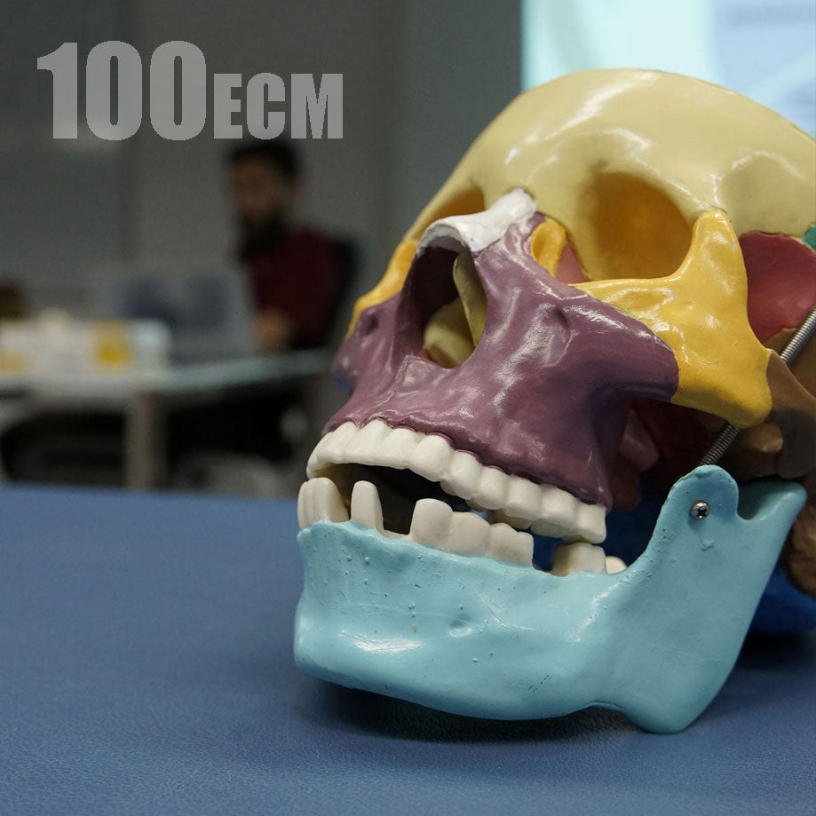 Corso Cranio Sacrale dal 28 febbraio al 1 marzo 2026 e dal 28 al 29 marzo 2026 - Monza/Arcore - 100 ECM