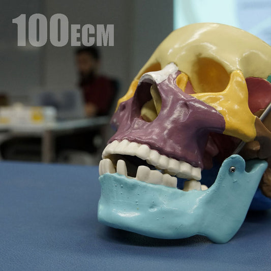 Corso Cranio Sacrale dal 28 febbraio al 1 marzo 2026 e dal 28 al 29 marzo 2026 - Monza/Arcore - 100 ECM